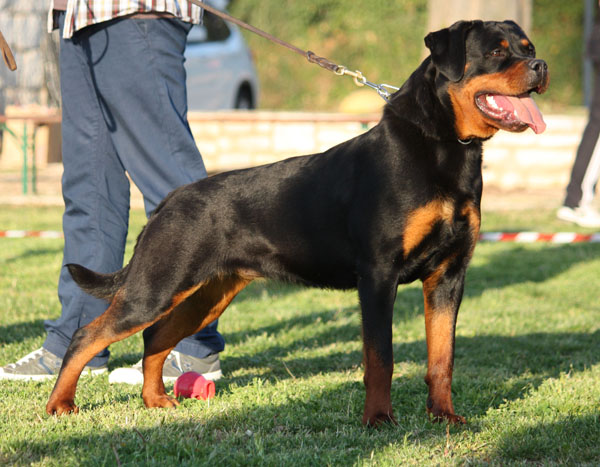 Viva von Kelemen Viva von Kelemen